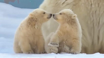 В Якутии выбирают имена для белых медвежат родившихся в зоопарке "Орто Дойду"