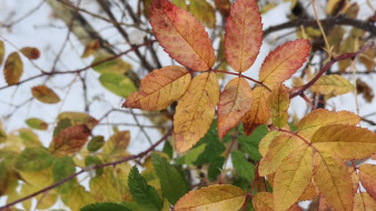 Прогноз погоды в Якутии на 22 октября