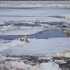Ледоход на реке Лена в Якутии ожидается в первой декаде мая