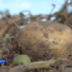 В Якутии продукция сельхозкооператива получила сертификат "Роскачество — Органик"