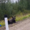 На трассе в Алданском районе местный житель встретил крупного медведя