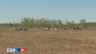 Быйыл халлаан эрдэ сылыйан, дьылбыт эрдэлээтэ