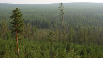 Инспекторами Минэкологии проведено более 1,8 тысяч рейдов в лесах Якутии