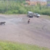 В Якутии число встреч людей с медведями выросла в 2,5 раза