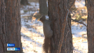 Синоптики прогнозируют похолодание в центральной части Якутии