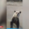 Жители Якутии стали чаще замечать медведей вблизи населённых пунктов