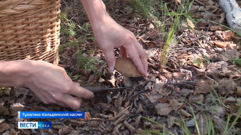 Поганки или опята? Как отличить съедобные грибы от ядовитых