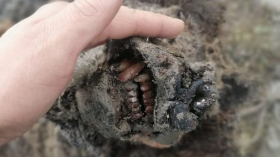 В Якутии нашли древнего бурого медведя и определили его возраст