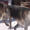 В Якутске с начала года отловлено 16 безнадзорных лошадей