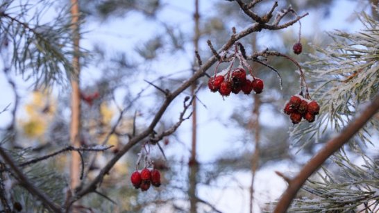 Прогноз погоды в Якутске на 17 декабря