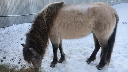 В Якутске оштрафованы владельцы восьми лошадей за свободный выпас животных в городе