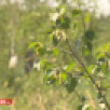 Өрөспүүбүлүкэҕэ ойуур баһаара тахсар кутталлаах кэмэ салҕанар