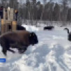 В Олёкминский район Якутии в рамках программы сохранения редких видов прибыли телята бизонов