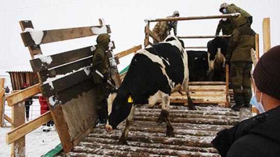 100 коров холмогорской породы доставлены в Хатассы