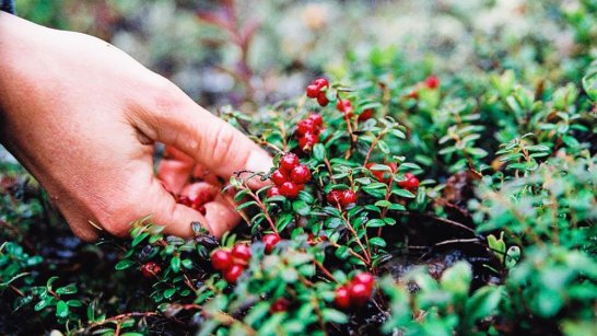В Якутии установлены сроки сбора дикорастущих ягод и плодов