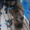 Охотники ликвидировали медведя-шатуна вблизи поселка Кыстатыам Жиганского района