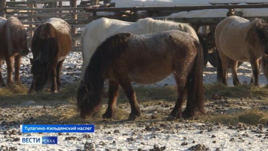 В Якутии состоится соревнование коневодов-табунщиков