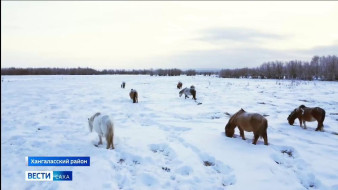 Выпуск "Вести Саха" 03.01.2026 (14:35)