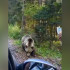 В Якутии фиксируют новые случаи появления медведей вблизи населённых пунктов