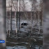 В Якутии жители замечают медведей вблизи населённых пунктов
