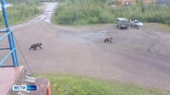 В Аллаиховском районе бурый медведь напал на мужчину