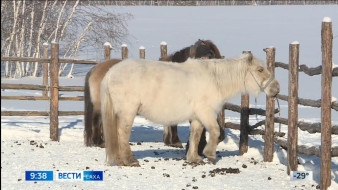 Выпуск "Вести Саха" 02.12.2025 (09:30)