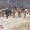 Нам улууһун ууга барар кутталлаах нэһилиэктэрэ олохтоохтору, ынаҕы, сылгыны куоттараллар