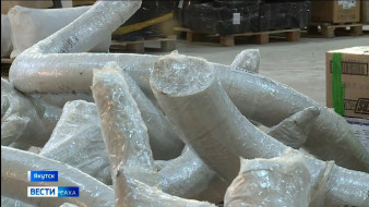 В 2025 году инспекторами Россельхознадзора проверено свыше 40 тонн бивней мамонта