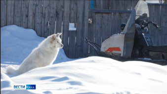 Выпуск "Вести Саха" 19.02.2026 (11:30)