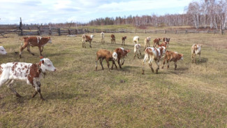 Сельхозпредприятия Якутии обеспечены запасами кормов на период зимовки скота