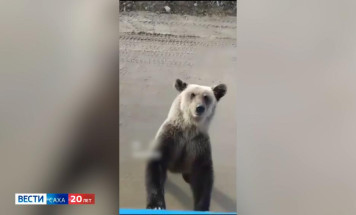 Жители Якутии стали чаще замечать медведей вблизи населённых пунктов