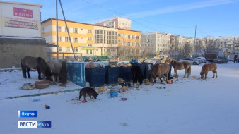 Табун на самовыгуле. Жителей пригородов Якутска беспокоят безнадзорные лошади