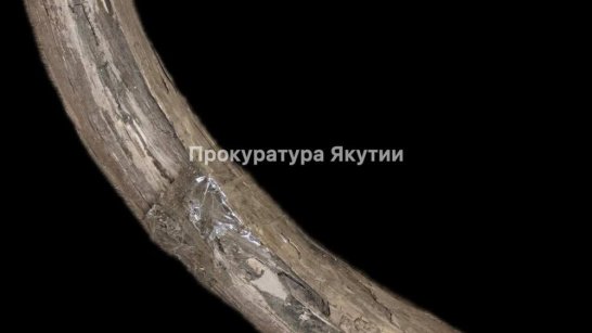 В Якутии прокуратура добилась передачи в государственную собственность бивней мамонта общим весом свыше 20 кг