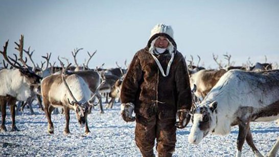 В Якутии с 15 по 19 марта состоится Международный чемпионат по традиционному оленеводству