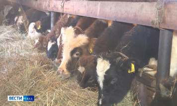 Более 400 тысяч тонн сена выделено на зимовку скота и лошадей в Якутии