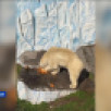 Сотрудники зоосада "Приамурский" угостили белого медведя Алмаза тыквенно-рыбным смузи и арбузным крашем