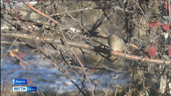 В эти выходные синоптики обещают довольно тёплую погоду в Якутске